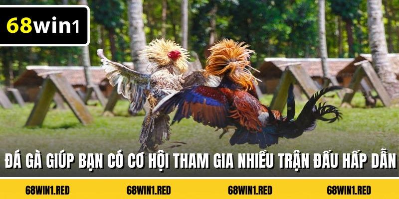 Đá gà giúp bạn có cơ hội tham gia nhiều trận đấu hấp dẫn