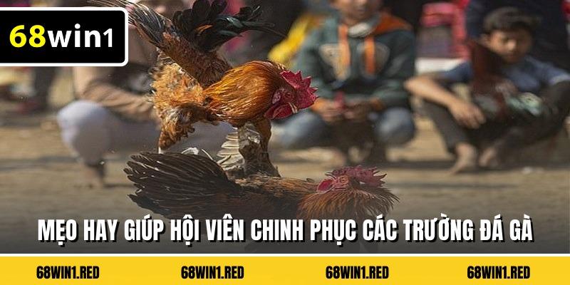 Mẹo hay giúp hội viên chinh phục các trường đá gà