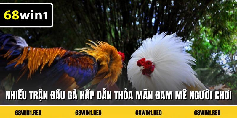 Nhiều trận đấu gà hấp dẫn thỏa mãn đam mê người chơi