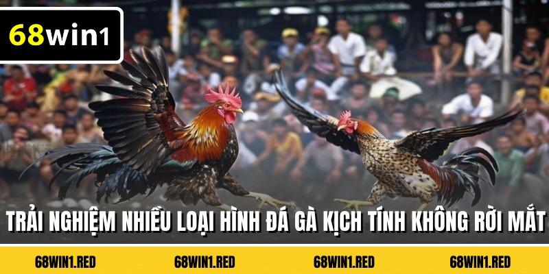 Trải nghiệm nhiều loại hình đá gà kịch tính không rời mắt