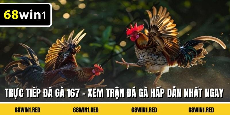 Trực Tiếp Đá Gà 167 - Xem Trận Đá Gà Hấp Dẫn Nhất Ngay